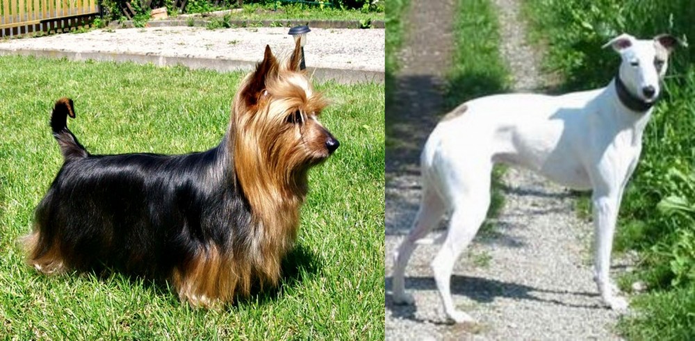 Kaikadi vs Australian Silky Terrier - Breed Comparison