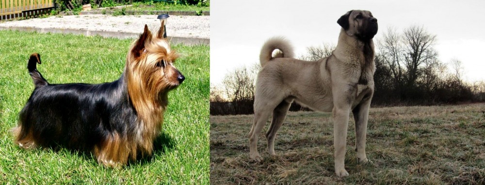 Kangal Dog vs Australian Silky Terrier - Breed Comparison