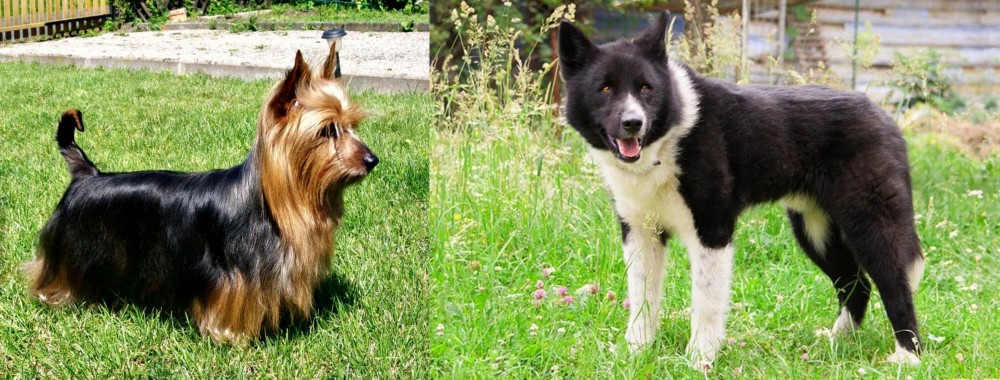 Karelian Bear Dog vs Australian Silky Terrier - Breed Comparison