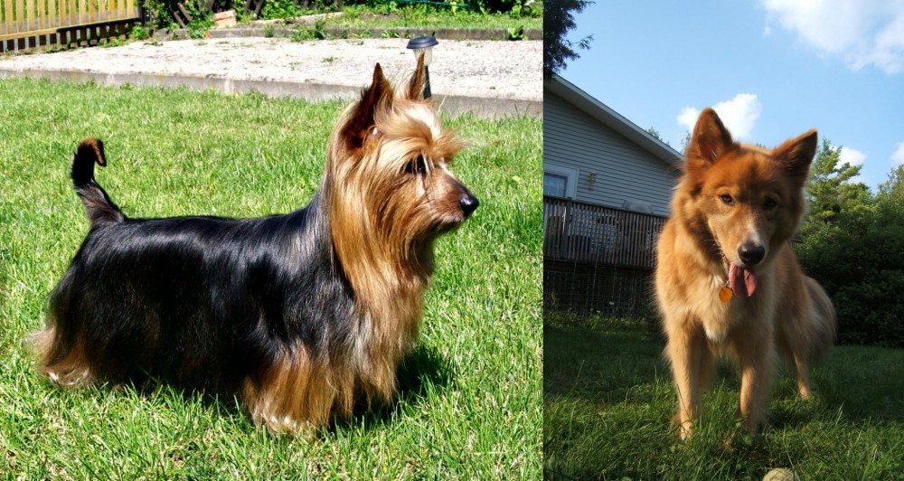 Karelo-Finnish Laika vs Australian Silky Terrier - Breed Comparison