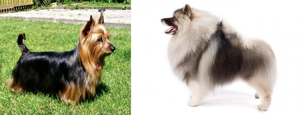 Keeshond vs Australian Silky Terrier - Breed Comparison