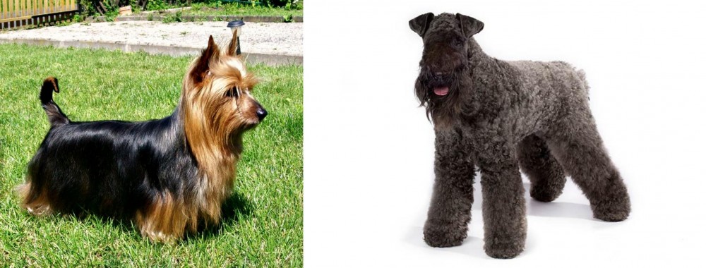 Kerry Blue Terrier vs Australian Silky Terrier - Breed Comparison