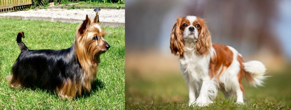 King Charles Spaniel vs Australian Silky Terrier - Breed Comparison