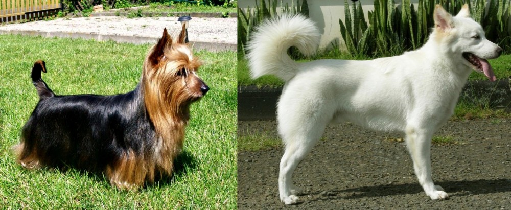 Kintamani vs Australian Silky Terrier - Breed Comparison