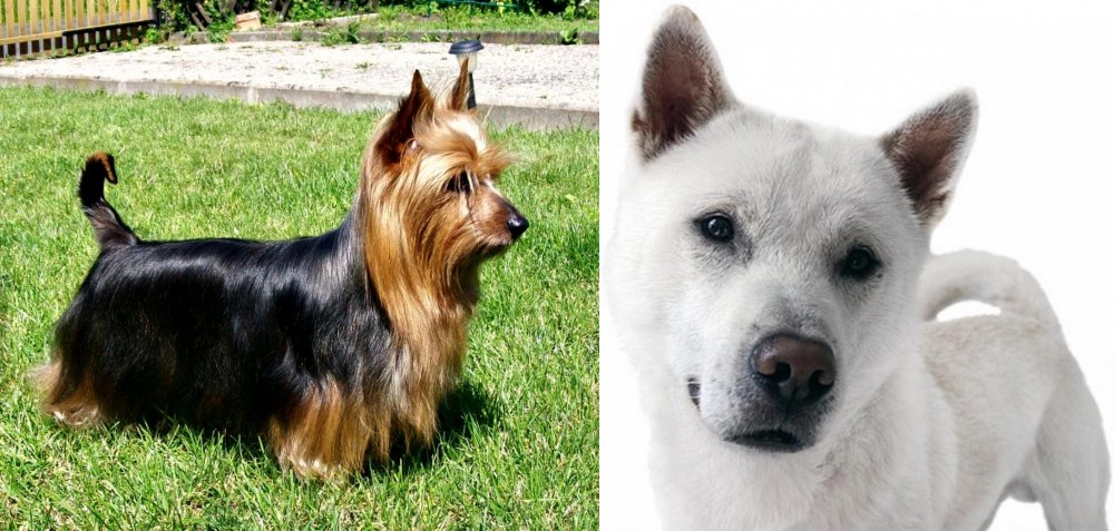 Kishu vs Australian Silky Terrier - Breed Comparison