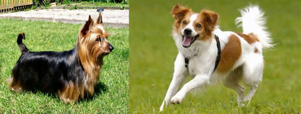 Kromfohrlander vs Australian Silky Terrier - Breed Comparison