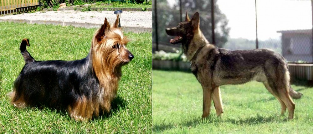 Kunming Dog vs Australian Silky Terrier - Breed Comparison
