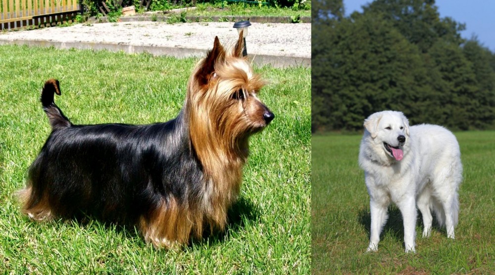 Kuvasz vs Australian Silky Terrier - Breed Comparison