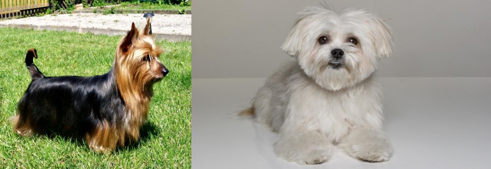 Kyi-Leo vs Australian Silky Terrier - Breed Comparison
