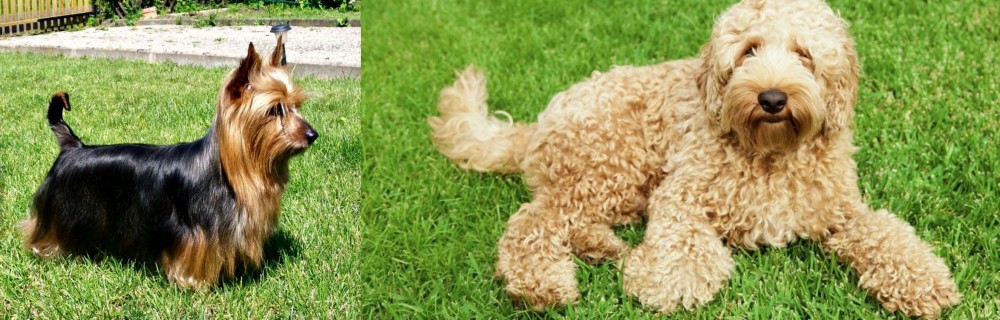 Labradoodle vs Australian Silky Terrier - Breed Comparison