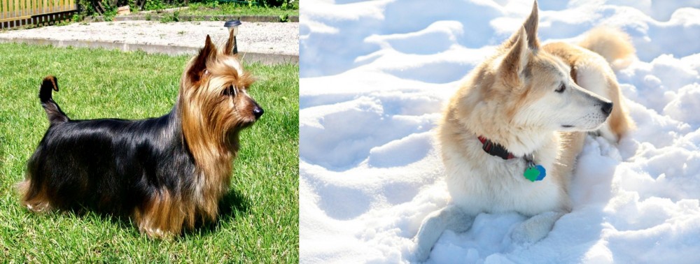 Labrador Husky vs Australian Silky Terrier - Breed Comparison