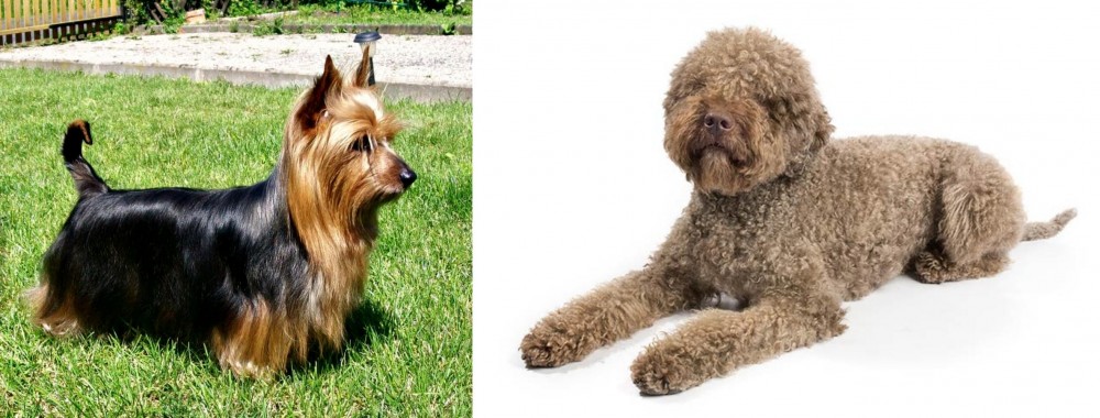 Lagotto Romagnolo vs Australian Silky Terrier - Breed Comparison