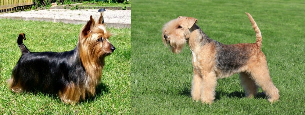 Lakeland Terrier vs Australian Silky Terrier - Breed Comparison