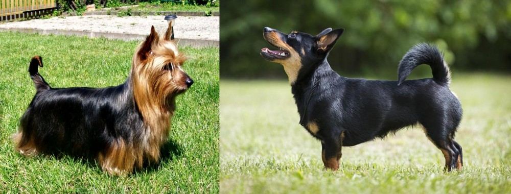 Lancashire Heeler vs Australian Silky Terrier - Breed Comparison