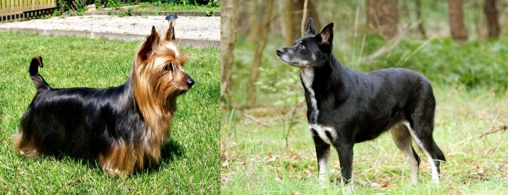 Lapponian Herder vs Australian Silky Terrier - Breed Comparison