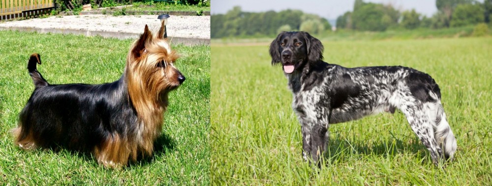 Large Munsterlander vs Australian Silky Terrier - Breed Comparison