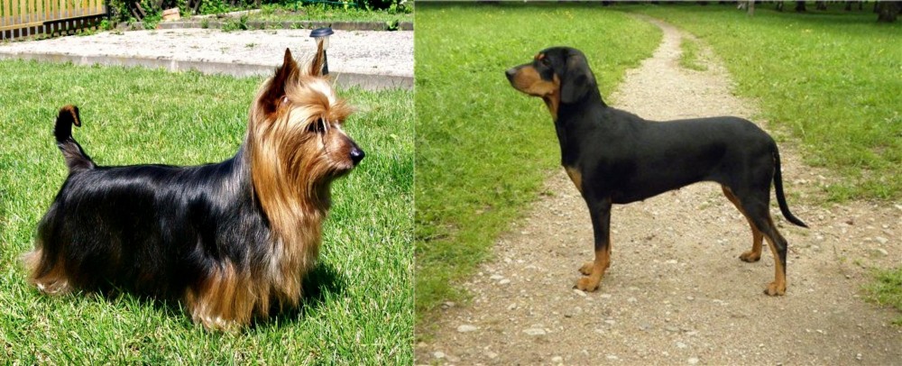 Latvian Hound vs Australian Silky Terrier - Breed Comparison