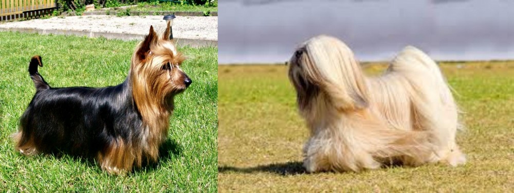 Lhasa Apso vs Australian Silky Terrier - Breed Comparison