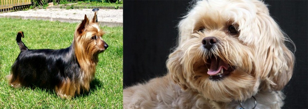 Lhasapoo vs Australian Silky Terrier - Breed Comparison