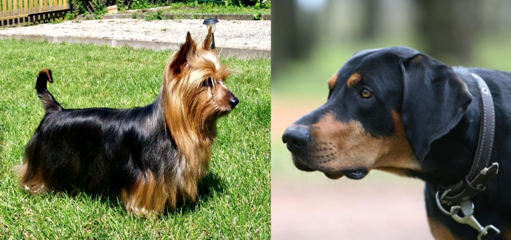 Lithuanian Hound vs Australian Silky Terrier - Breed Comparison