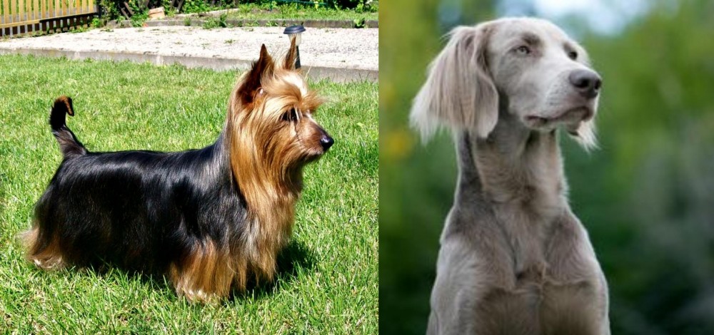 Longhaired Weimaraner vs Australian Silky Terrier - Breed Comparison