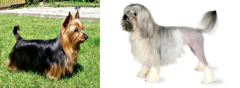 Lowchen vs Australian Silky Terrier - Breed Comparison