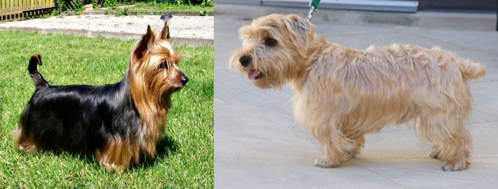 Lucas Terrier vs Australian Silky Terrier - Breed Comparison