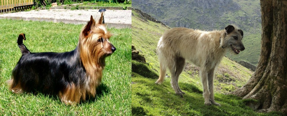 Lurcher vs Australian Silky Terrier - Breed Comparison