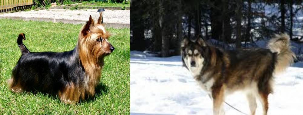 Mackenzie River Husky vs Australian Silky Terrier - Breed Comparison
