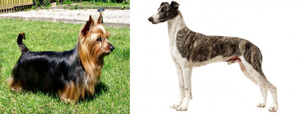 Magyar Agar vs Australian Silky Terrier - Breed Comparison
