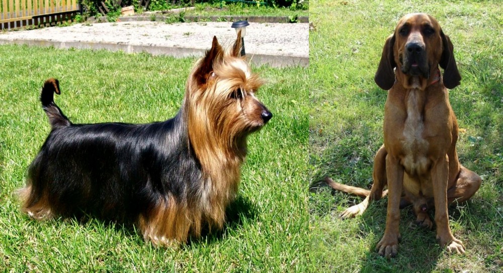 Majestic Tree Hound vs Australian Silky Terrier - Breed Comparison