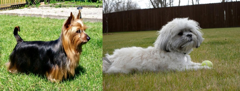 Mal-Shi vs Australian Silky Terrier - Breed Comparison