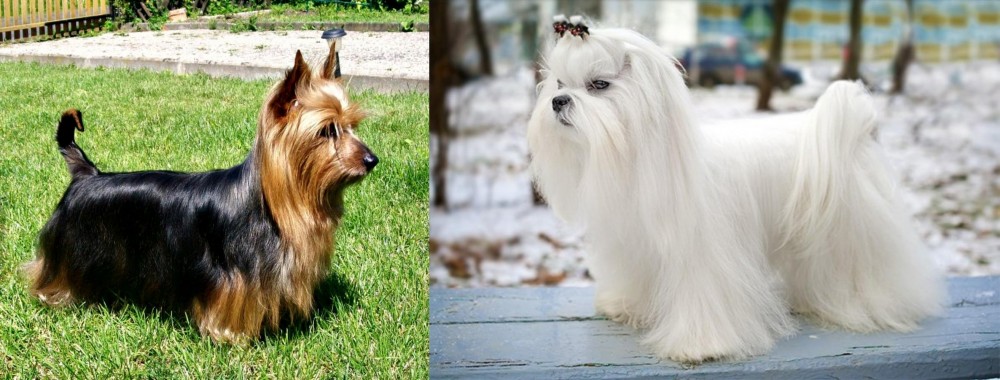 Maltese vs Australian Silky Terrier - Breed Comparison