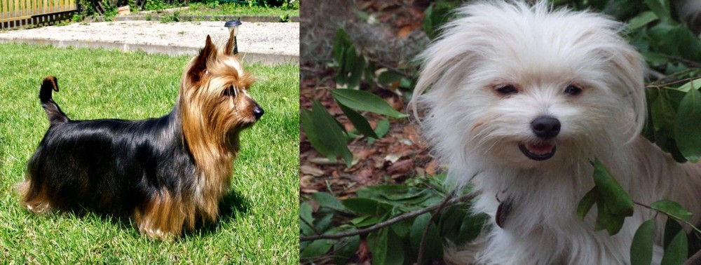 Malti-Pom vs Australian Silky Terrier - Breed Comparison