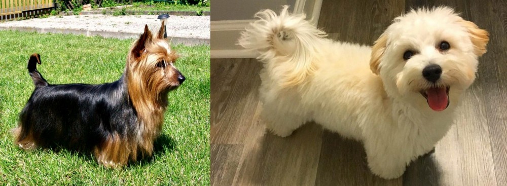 Maltipoo vs Australian Silky Terrier - Breed Comparison