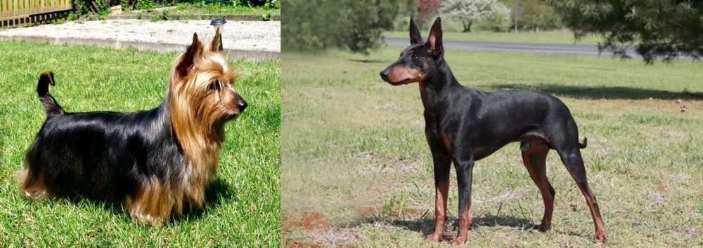 Manchester Terrier vs Australian Silky Terrier - Breed Comparison
