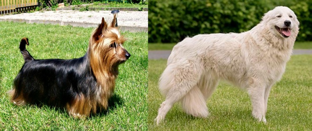 Maremma Sheepdog vs Australian Silky Terrier - Breed Comparison