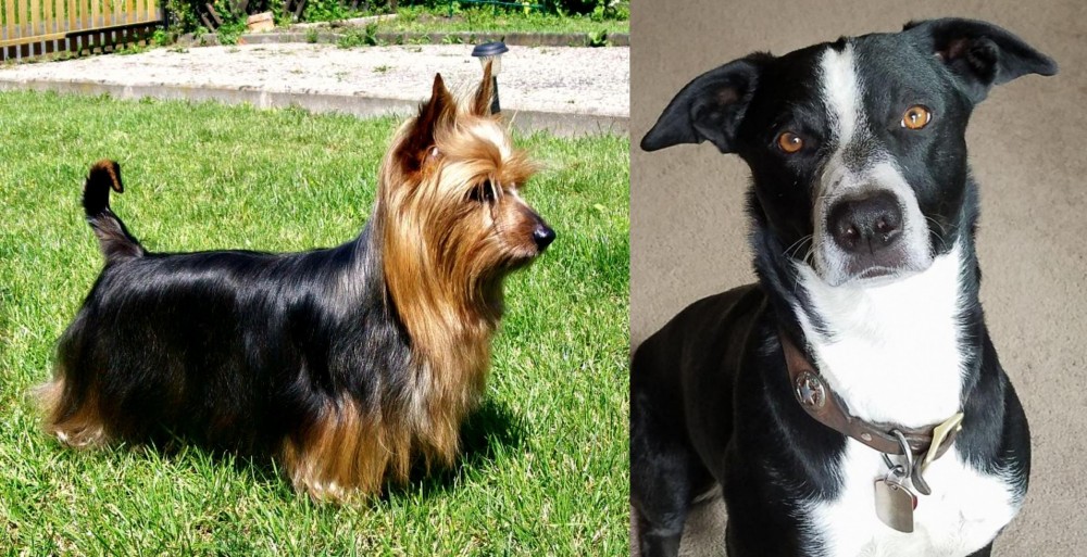McNab vs Australian Silky Terrier - Breed Comparison