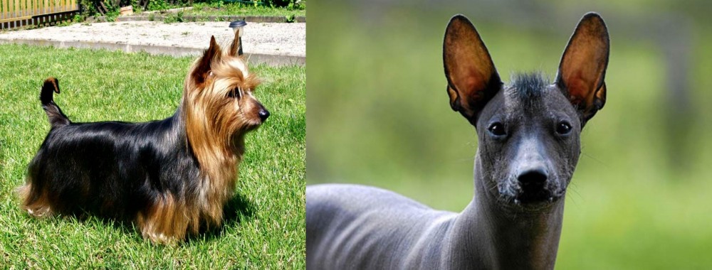 Mexican Hairless vs Australian Silky Terrier - Breed Comparison