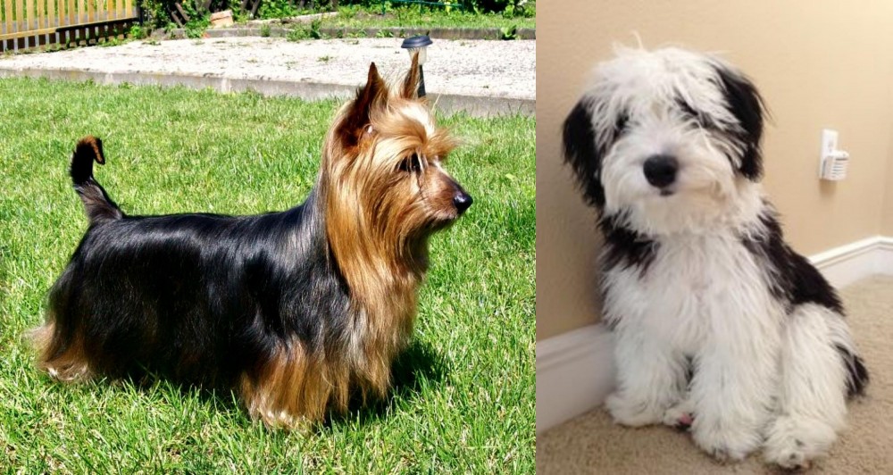 Mini Sheepadoodles vs Australian Silky Terrier - Breed Comparison