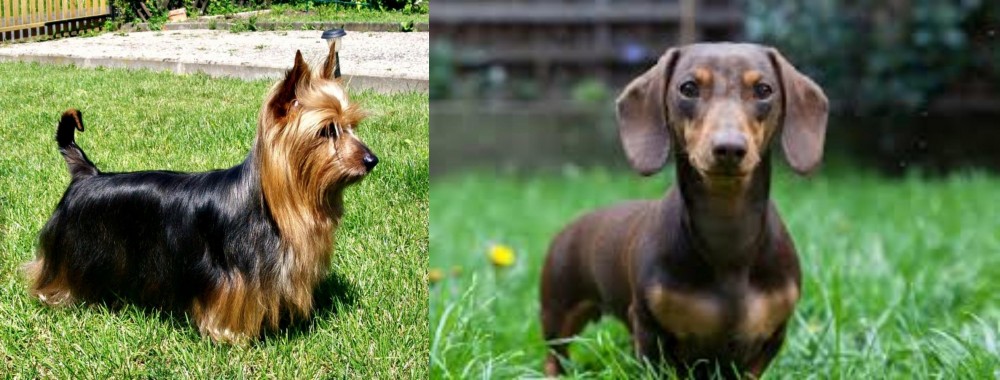 Miniature Dachshund vs Australian Silky Terrier - Breed Comparison
