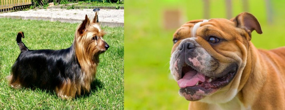 Miniature English Bulldog vs Australian Silky Terrier - Breed Comparison