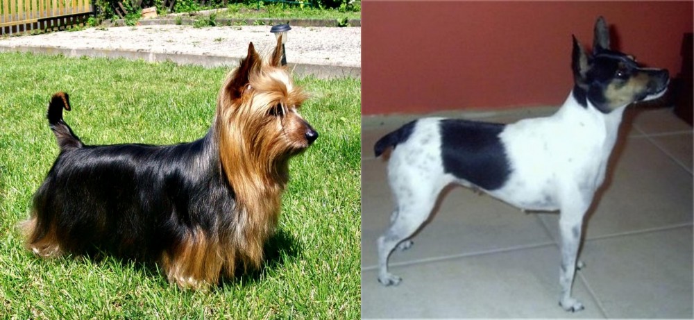 Miniature Fox Terrier vs Australian Silky Terrier - Breed Comparison