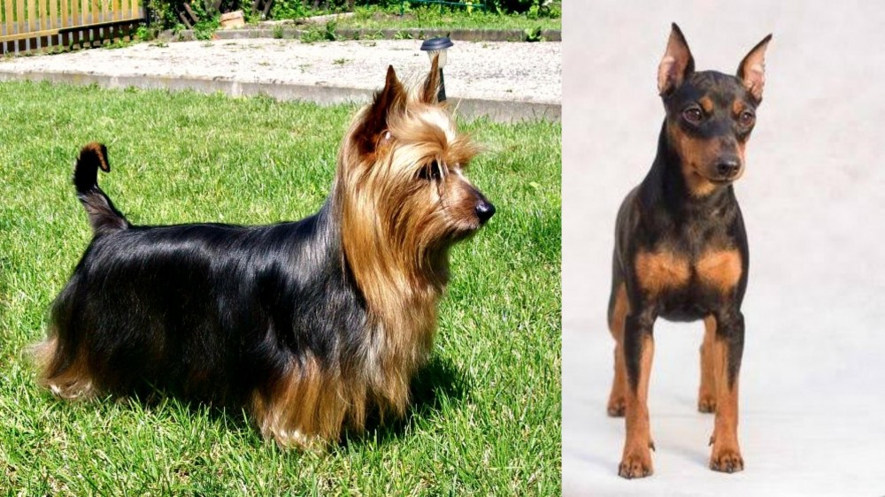 Miniature Pinscher vs Australian Silky Terrier - Breed Comparison