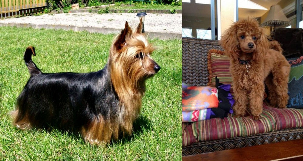 Miniature Poodle vs Australian Silky Terrier - Breed Comparison