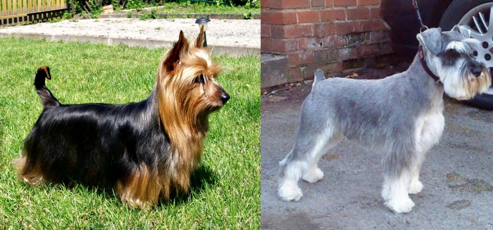Miniature Schnauzer vs Australian Silky Terrier - Breed Comparison