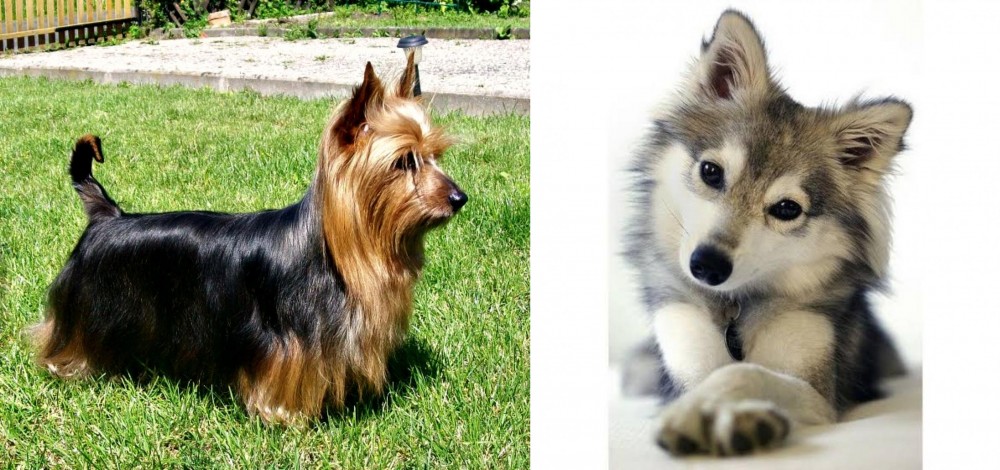 Miniature Siberian Husky vs Australian Silky Terrier - Breed Comparison