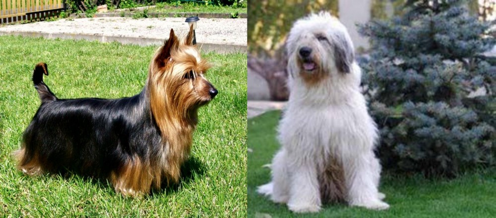 Mioritic Sheepdog vs Australian Silky Terrier - Breed Comparison