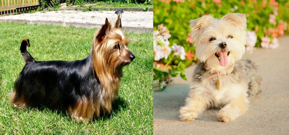 Morkie vs Australian Silky Terrier - Breed Comparison