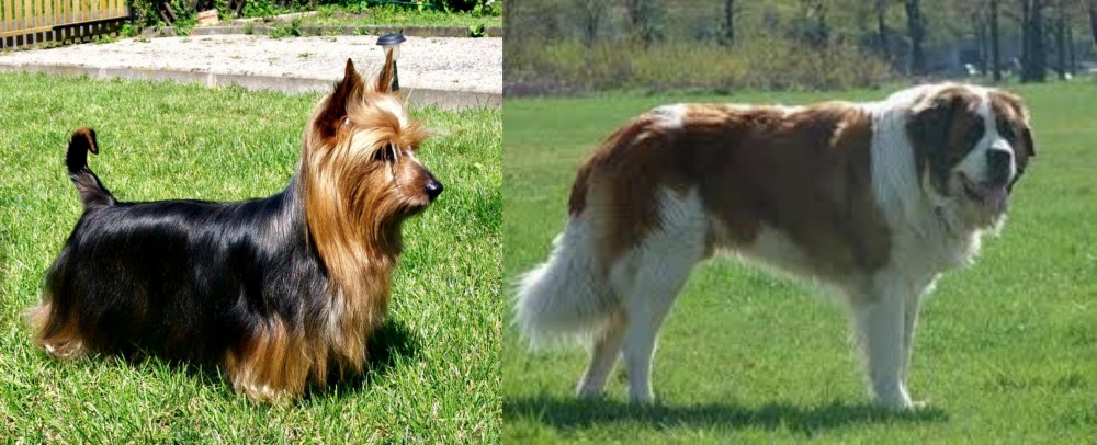 Moscow Watchdog vs Australian Silky Terrier - Breed Comparison
